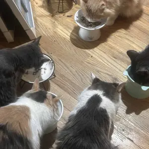 Solid Gold Feline Favorites Wet Food Variety 12 Pack for Cats Fish Assorted Flavors & Textures Complete Balanced Diet
