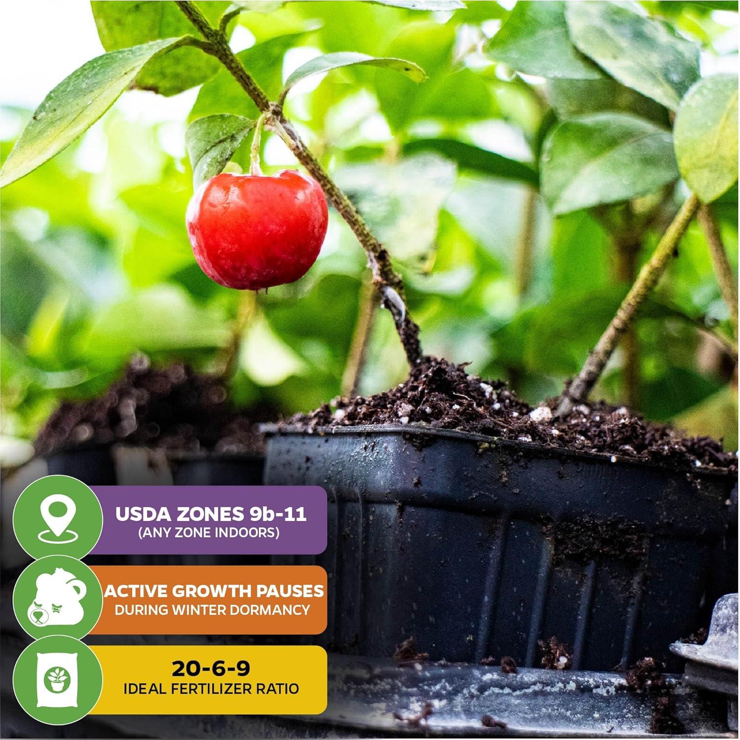 Cherry Live Plant Seedlings Hardy Compact Fruit Tree Starter Plants for Outdoor Garden Planting Patio Container Growing and Home Orchard Expansion 17-19 Inches Tall Fruiting Potential