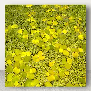 Duckweed & Red Root Floater Mix: Live Aquarium Floating Plant