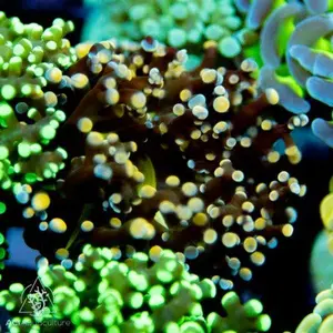 Orange Branching Frogspawn Orange Branching Frogspawn