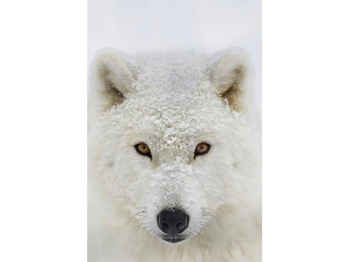 212 MAIN Artistic Arctic Wolf Canis Lupus Arctos Portrait Poster Print by Dominic Marcoux - 24x36 Large Home Decor Wall Art for Room, Ideal Gift - Montebello Quebec Canada