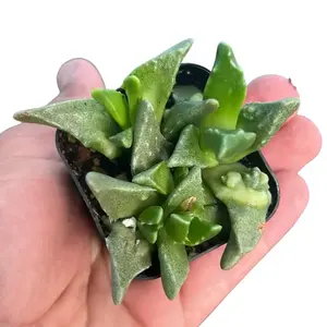 Tigers Jaw Succulent | Faucaria tigrina | Succulent Plant for Home & Garden | 2”