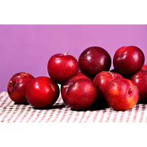 Hollywood Plum Scions Scionwood