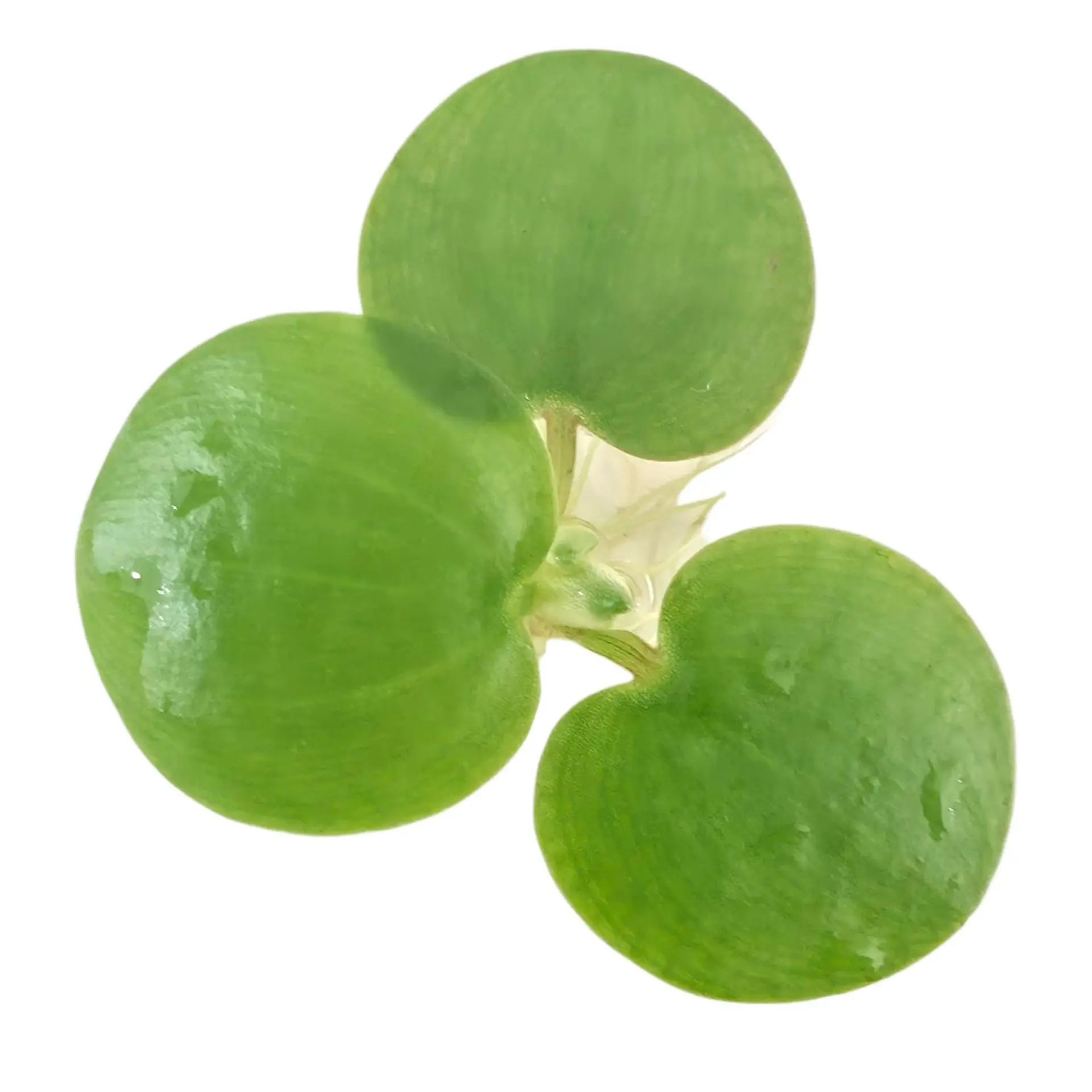 Tofu's Tanks Frogbit Live Aquarium Floating Plant Tofu's Tanks Frogbit Live Aquarium Floating Plant