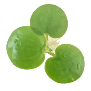 Tofu's Tanks Frogbit Live Aquarium Floating Plant
