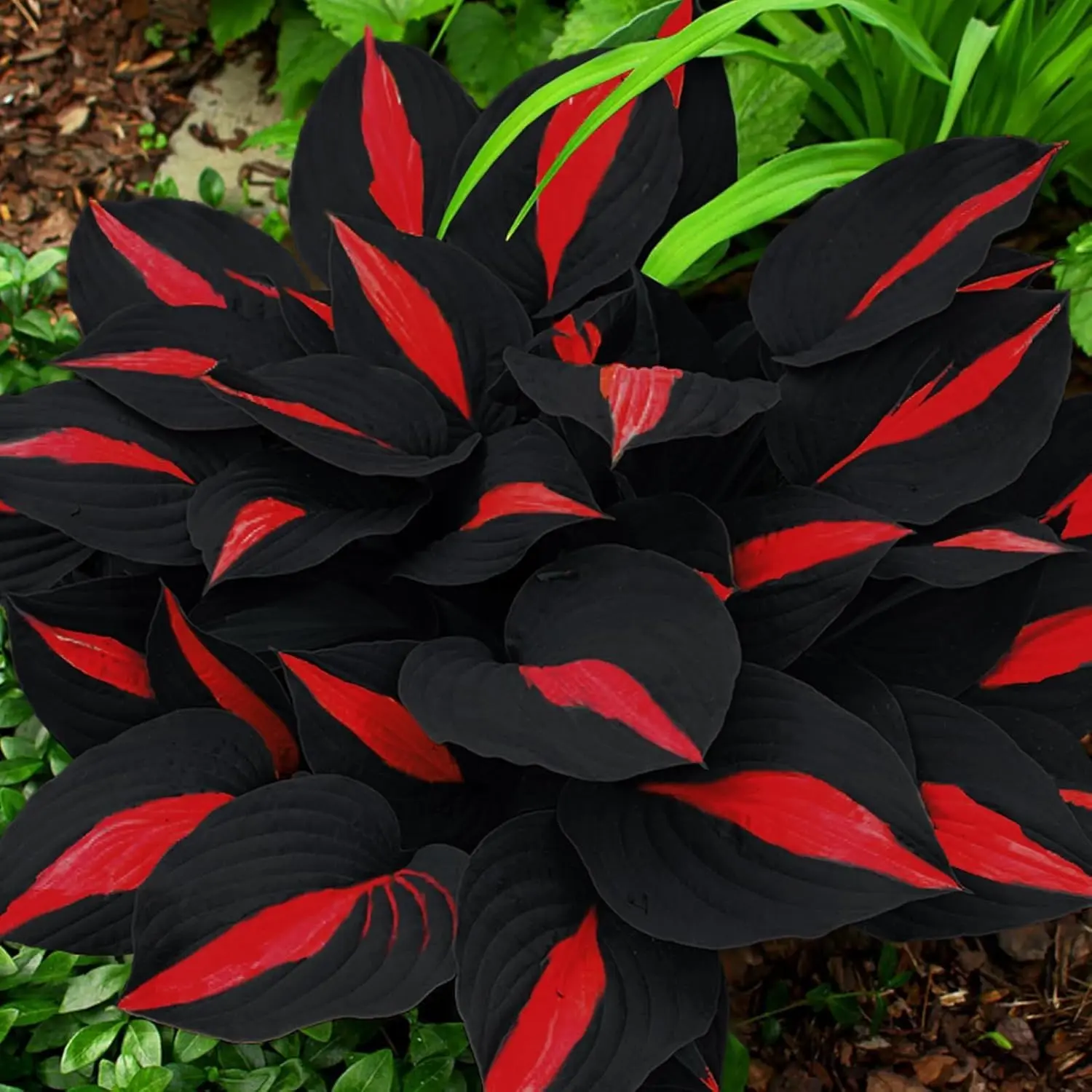 Red Leaf Hosta Seeds For Planting Perennial Shade Garden Plants Unique Foliage Low Maintenance Flowers For Borders Pots And Outdoor Gardens