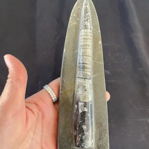 Orthoceras Fossil statue