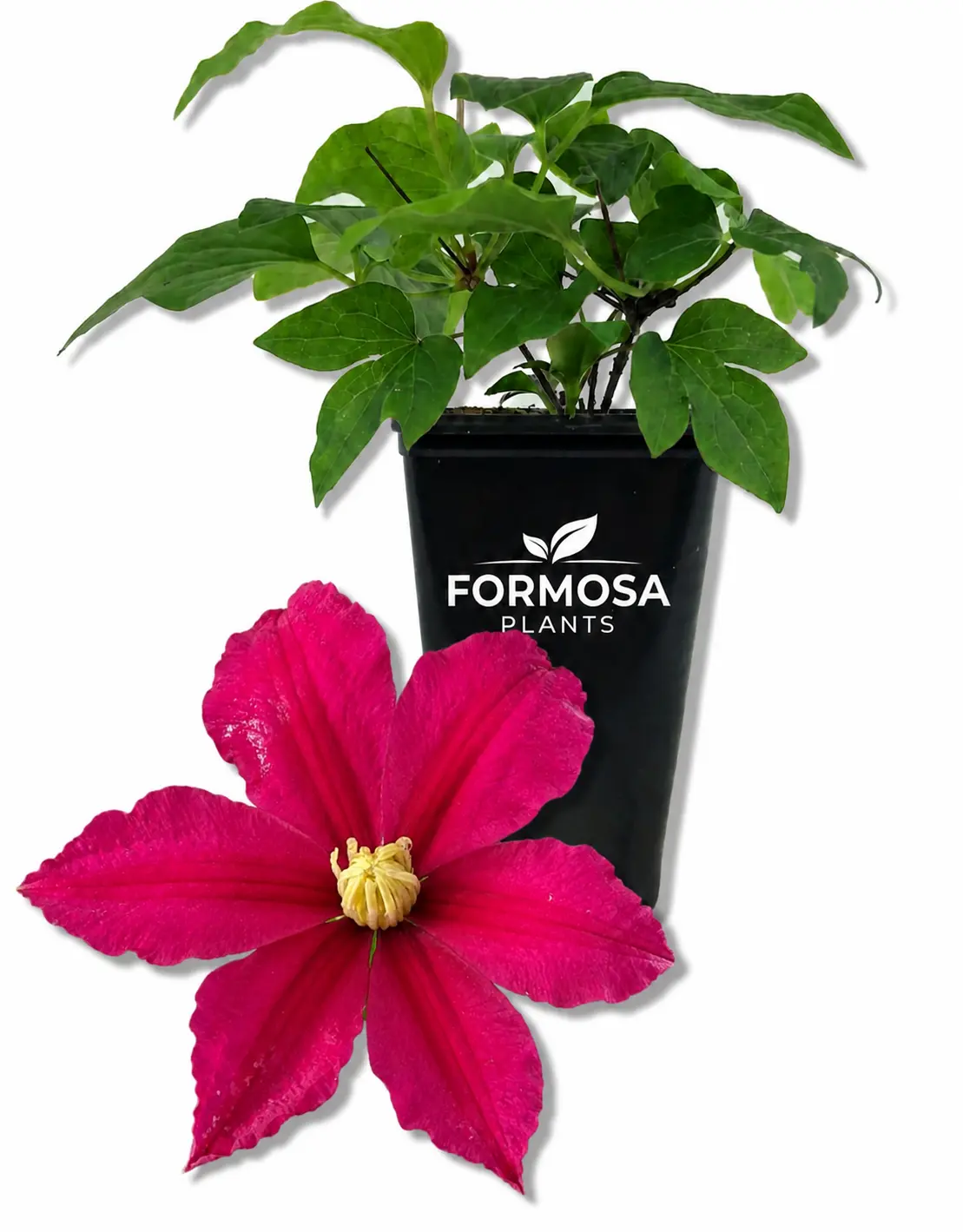 Clematis Acropolis - 1 Live Plant in a 2 Inch Pot - Dark Pink Flowering Vine for Garden Trellis Patio Containers - Clematis