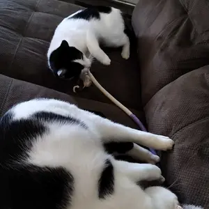 Lovely Caves Cat Chew Rope Toy with Gall Fruit, Natural Cotton Rope for Dental Health