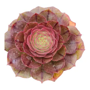 Aeonium 'Madeira Rose'