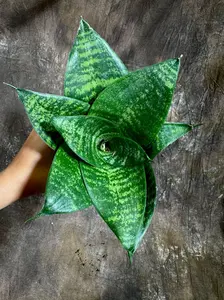 Rare Sansevieria 'Forest Star' Snake Plant in a 4” Pot - Indoor Air Purifier Plant - Live Houseplant - Best Office Plant - Gift for Mom