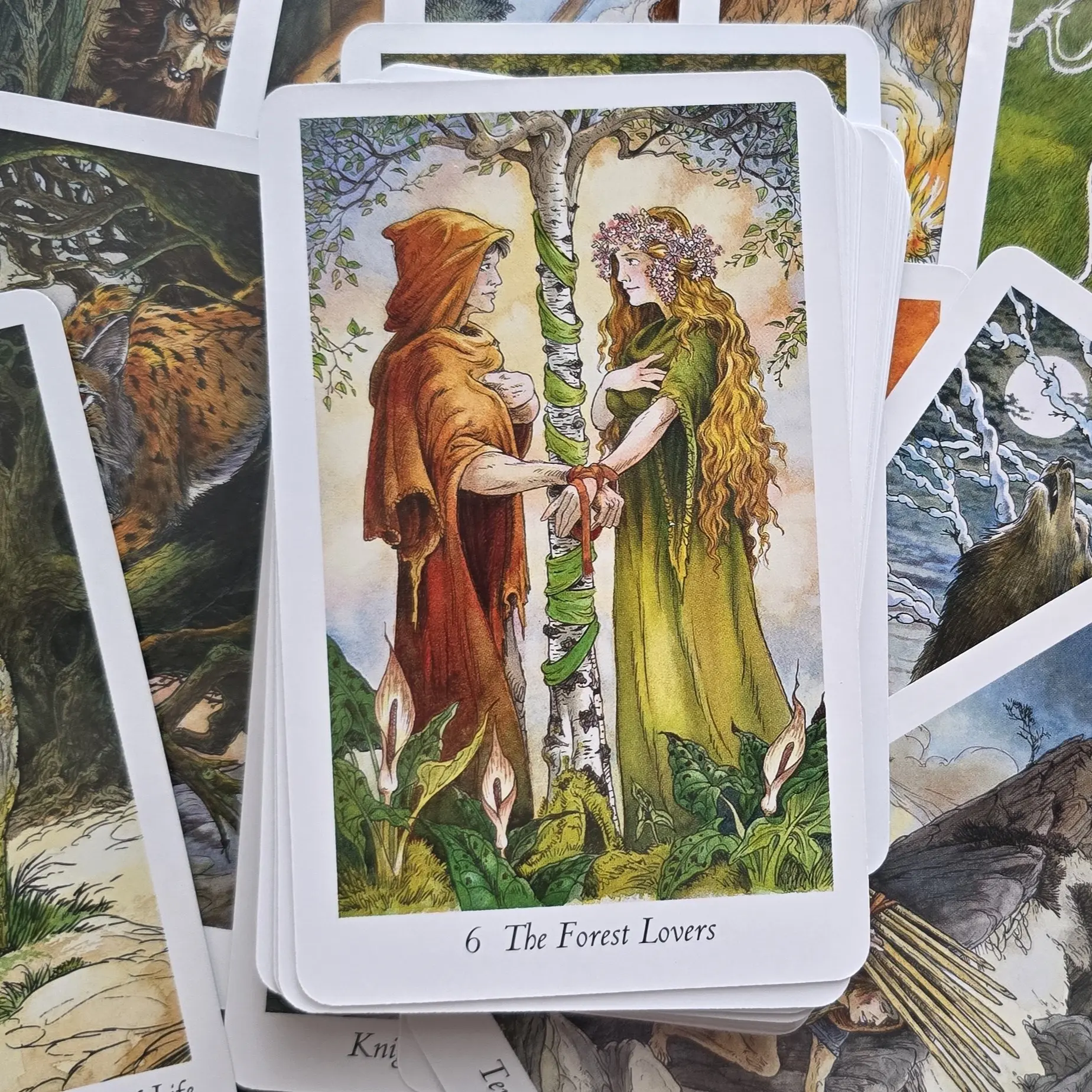 Wild the The - Resides Deck Tarot Wisdom Wherein Tarot: Wildwood