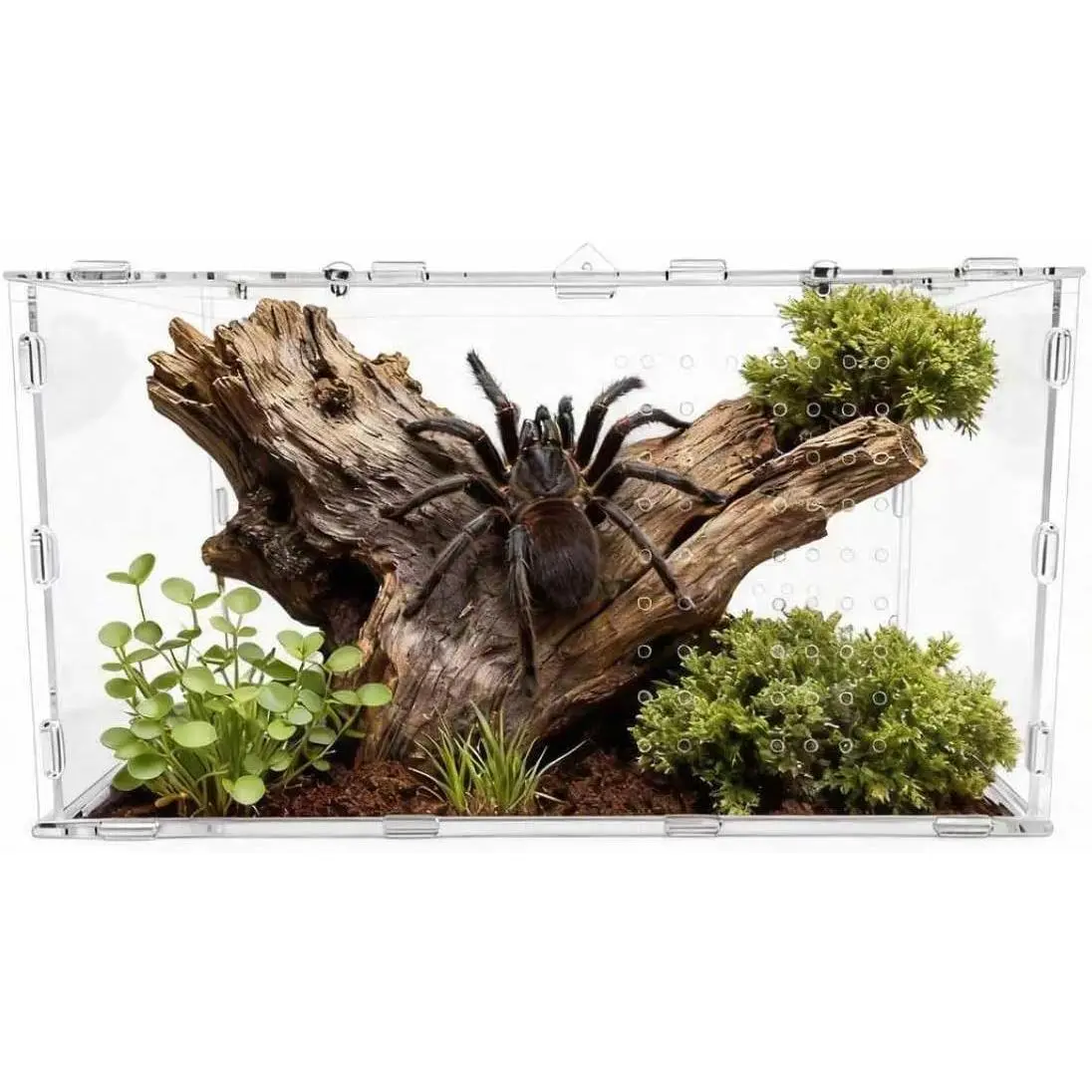Transparent Small Animal Terrarium - Complete Starter Tank for Home & Classroom Use, Versatile for Reptiles, Insects (Ideal for Teachers’ Pet Supplies Needs Including Lizards, Geckos, Frogs)