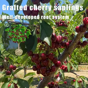 Dwarf potted cherry saplings, compact plants, space-saving, suitable for balconies and garden greening