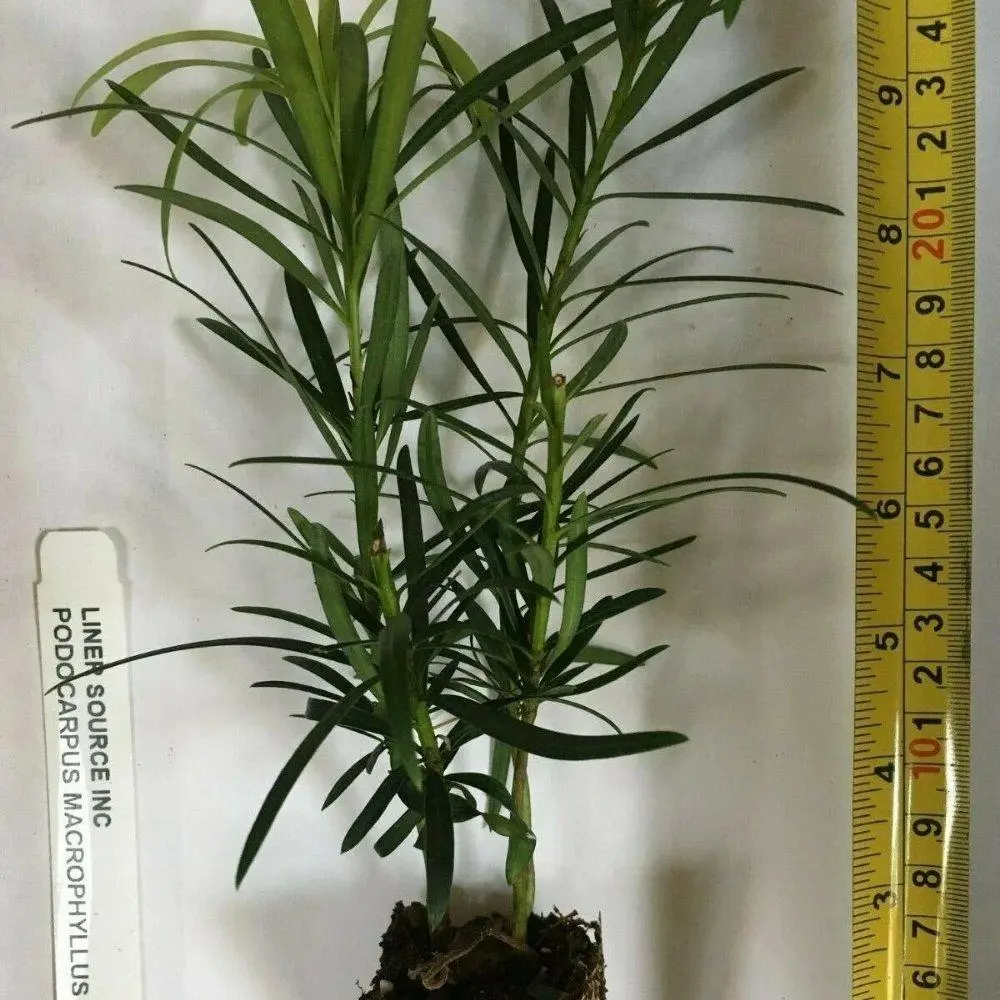 Podocarpus Macrophyllus Live Starter Shrub (Yew Pine/Buddhist Pine) - Versatile Accent Plant for Topiaries, Clean Formal Look, Ideal for ft-High Garden Displays