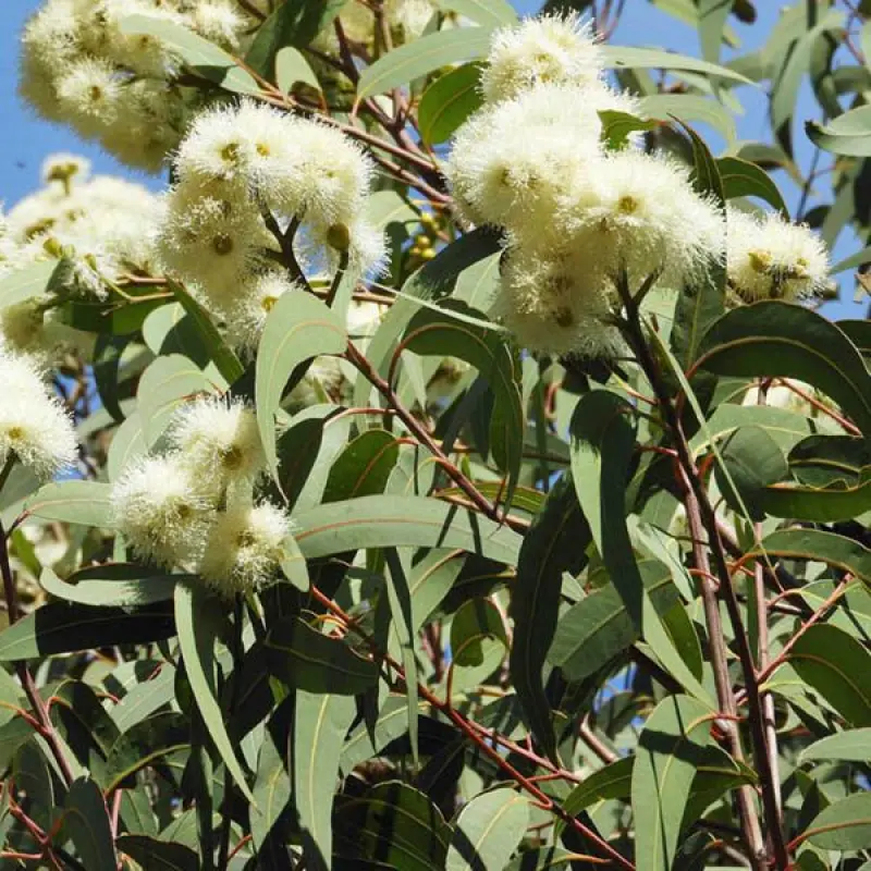LIVE PLANT 3ft Eucalyptus Corymbia Eximia - Yellow Bloodwood - Golden Gum FRAGRANT