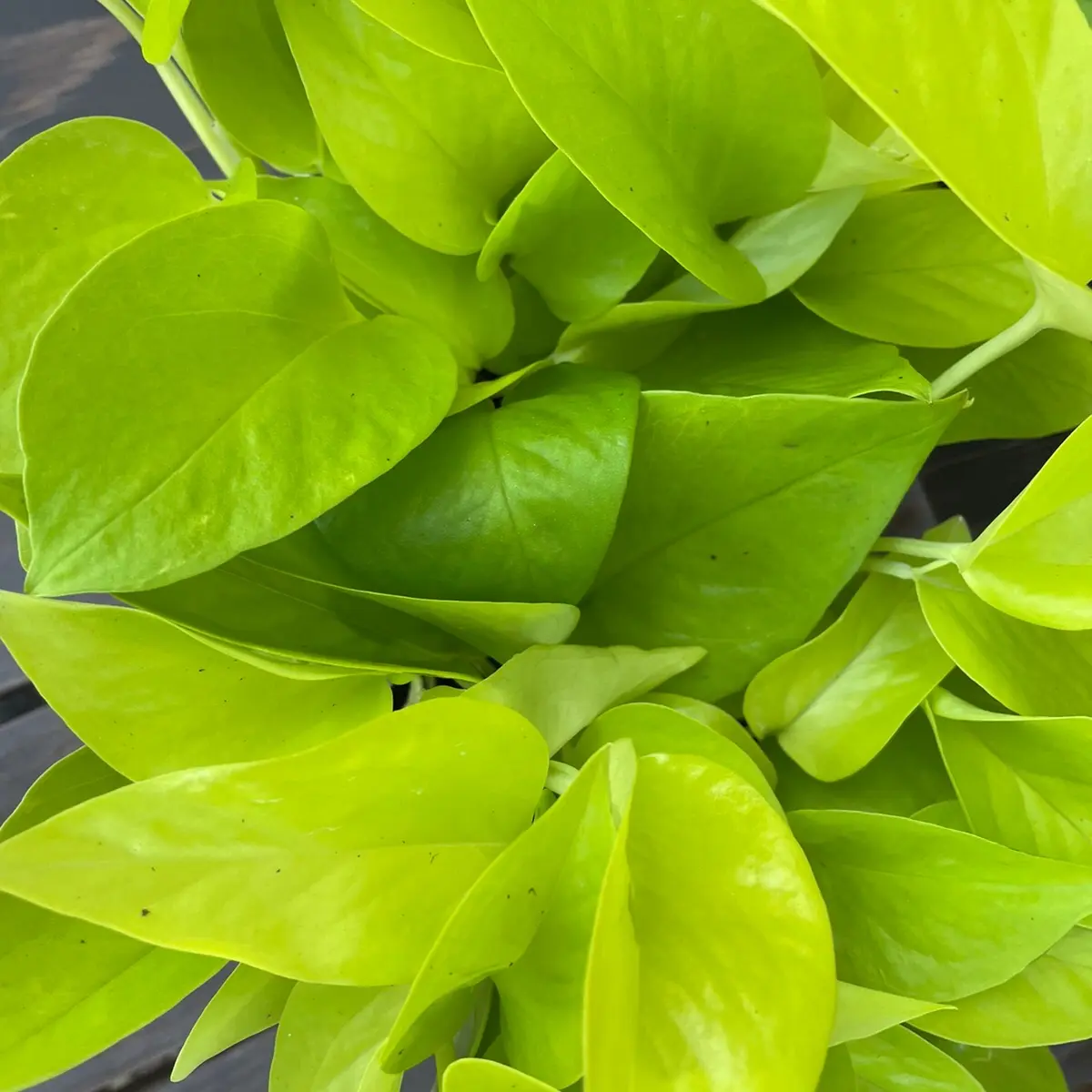 Neon Pothos (Epipremnum Aureum) Live Tropical Houseplant - Potted Indoor Hanging Vine with Trailing Vines, Vibrant Look Decor for New Plant Parents, Thrives in Moist But Not Waterlogged Soil, Home Supplies