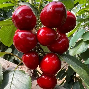 30 Sweet Cherry Seeds – Juicy Red Cherries for Home Orchards & Backyard Gardens 30 Sweet Cherry Seeds – Juicy Red Cherries for Home Orchards & Backyard Gardens