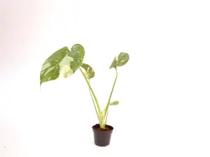 Monstera Thai Constellation 2” Potted Live Plant - Rare Variegated Monstera - Iconic Starry Night Foliage - Exotic Tropical Aroid - Creamy Splashed Leaves - Collector’s Item - Indoor Statement Piece - Designer Plant - Marbled Variegation