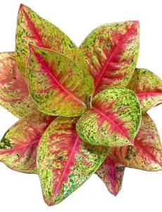 Aglaonema Mahasetti