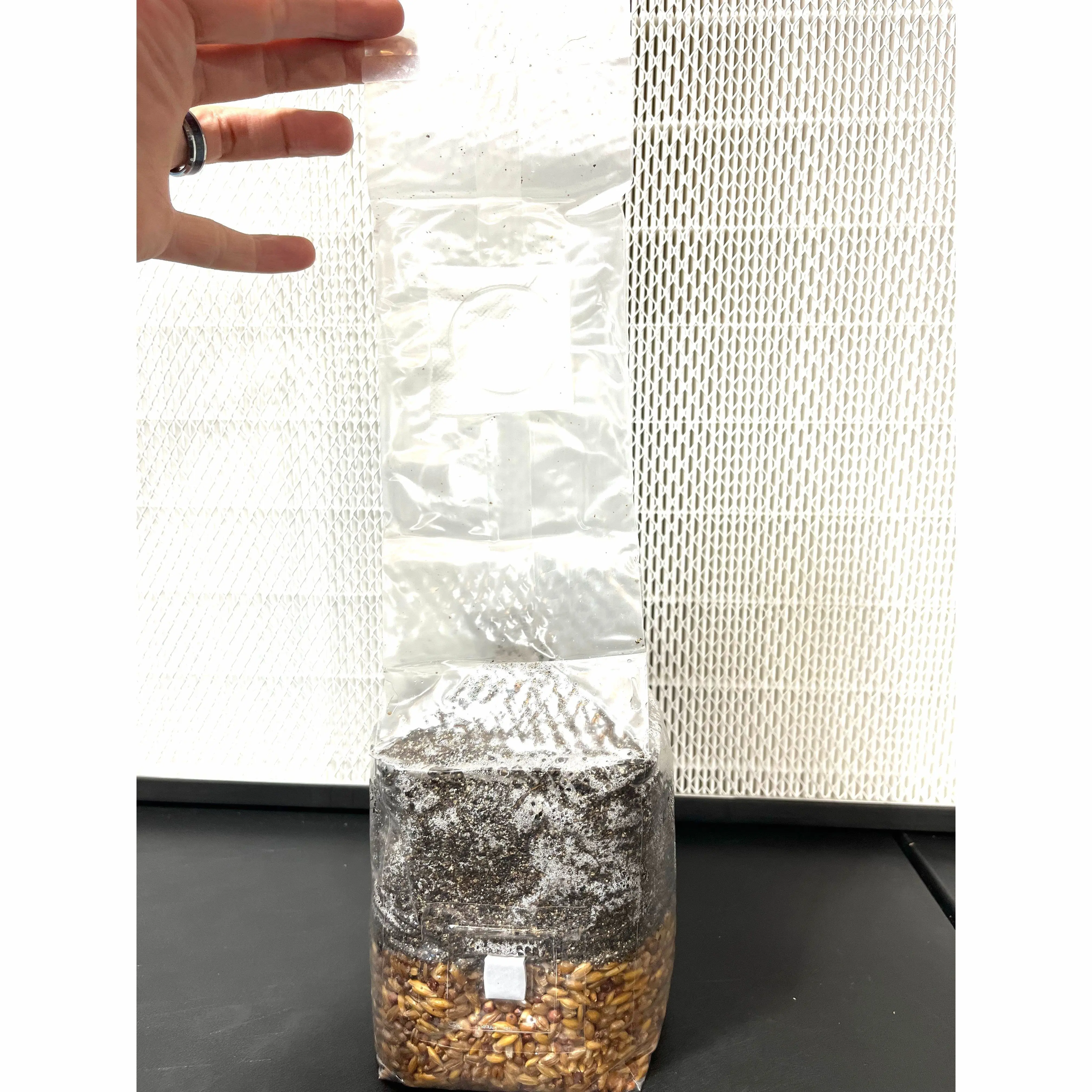 Magical 2 lb All In One Grow Bags with Sterile Grain and CVG Substrate for Growing Manure Loving Mushroom Grow Bag Kit