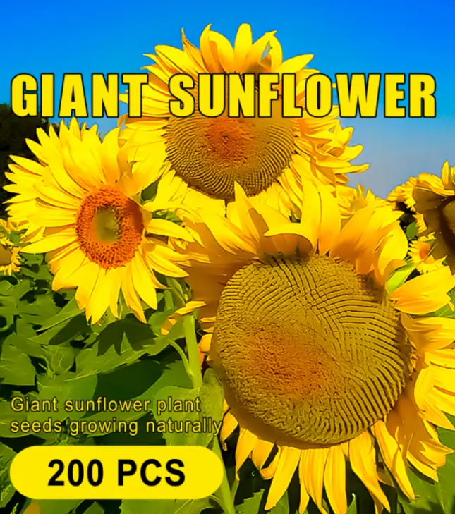 Giant Sunflower Seeds Mix - 200 Pcs, Huge Flower Heads, Multi-Color Varieties, Easy Growth, Heat-Tolerant Perennial, Outdoor Garden, Balcony Use