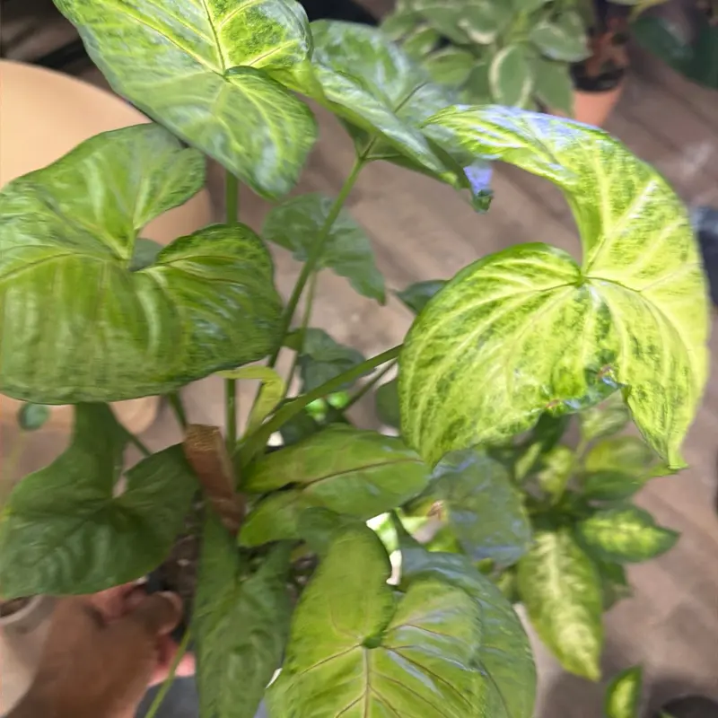 Arrowhead syngonium with stick