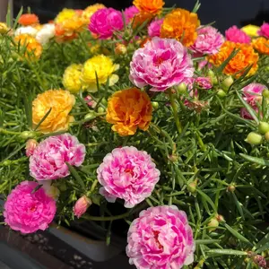1000 PCS Moss Rose Portulaca Seeds, Mixed Color Ground Cover Flower Seeds for Landscaping and Garden, Seeds Only Not Live Plant