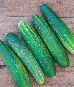 200 seeds Burpee 'Straight Eight' Slicing Cucumber Seeds,