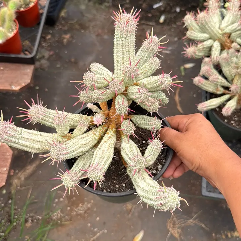 Euphorbia Variegated Corn Cob Succulent