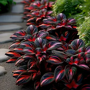 Multicolor Hosta Seeds - 800 Unique Variegated Leaves for Eye-Catching Garden Displays Easy to Grow Perennial Plant for Borders & Woodland Paths
