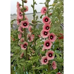 Green River 25 Light Dark Pink Hollyhock Seeds - Flower Seed Pack, Perennial Cottage Garden Blooms, Tall Stemmed Pink Flower Seeds for Outdoor Planting, Seeds for Garden Borders and Vintage Charm