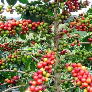 Arabica Coffee Plant in 6 inch pot