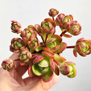 Aeonium Saundersii 'Pinheads' Variegata Rare Succulent Bare Root | Colorful Variegated Rosette | Easy Care Indoor Plant | Live Succulent for Home & Garden Decor | Perfect Gift #Succulent #Aeonium #Variegata #RarePlants #PlantTok #IndoorPlants