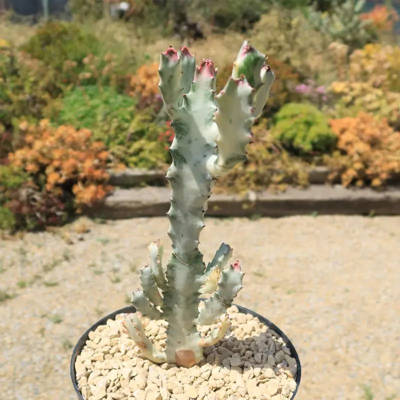 screamer cactus - TikTok Shop