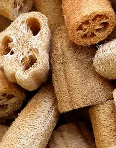 Loofah Seeds Luffa aegyptiaca for Home Gardening Warm Season Climbing Plant with Full Sun Support 20 Seeds per Packet