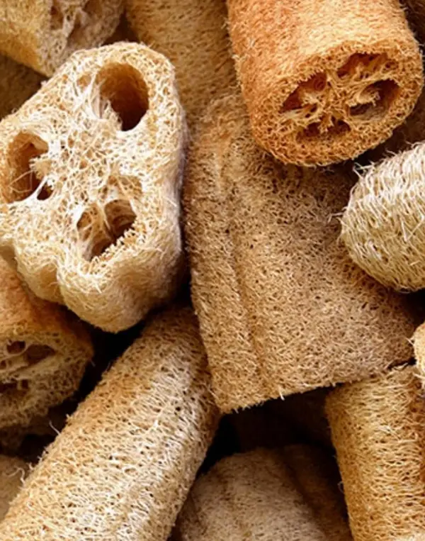 Loofah Seeds Luffa aegyptiaca for Home Gardening Warm Season Climbing Plant with Full Sun Support 20 Seeds per Packet