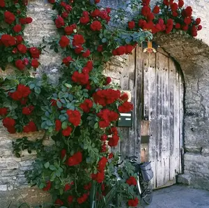 Mixed Color Climbing Rose Seeds 200 PCs, Easy to Plant, Plant All Year Round