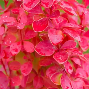 Sunjoy Orange Pillar™ Barberry