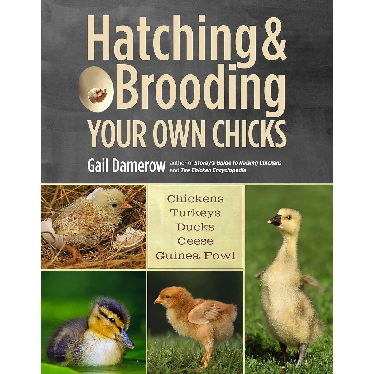 Hatching & Brooding Your Own Chicks: Chickens, Turkeys, Ducks, Geese, Guinea Fowl Paperback – January 15, 2013