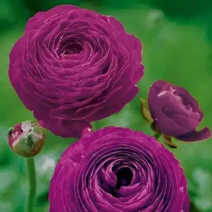 Ranunculus Asiaticus Purple Bulbs Persian Buttercup - Natural Flowering Plant with Purple Coloration