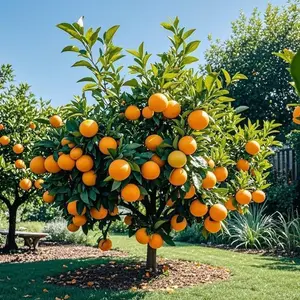 40+ PCS Orange Tree Seeds, Easy to Grow, Fast Germination, Sweet Juicy Fruit, Perfect for Balcony, Patio & Home Gardens