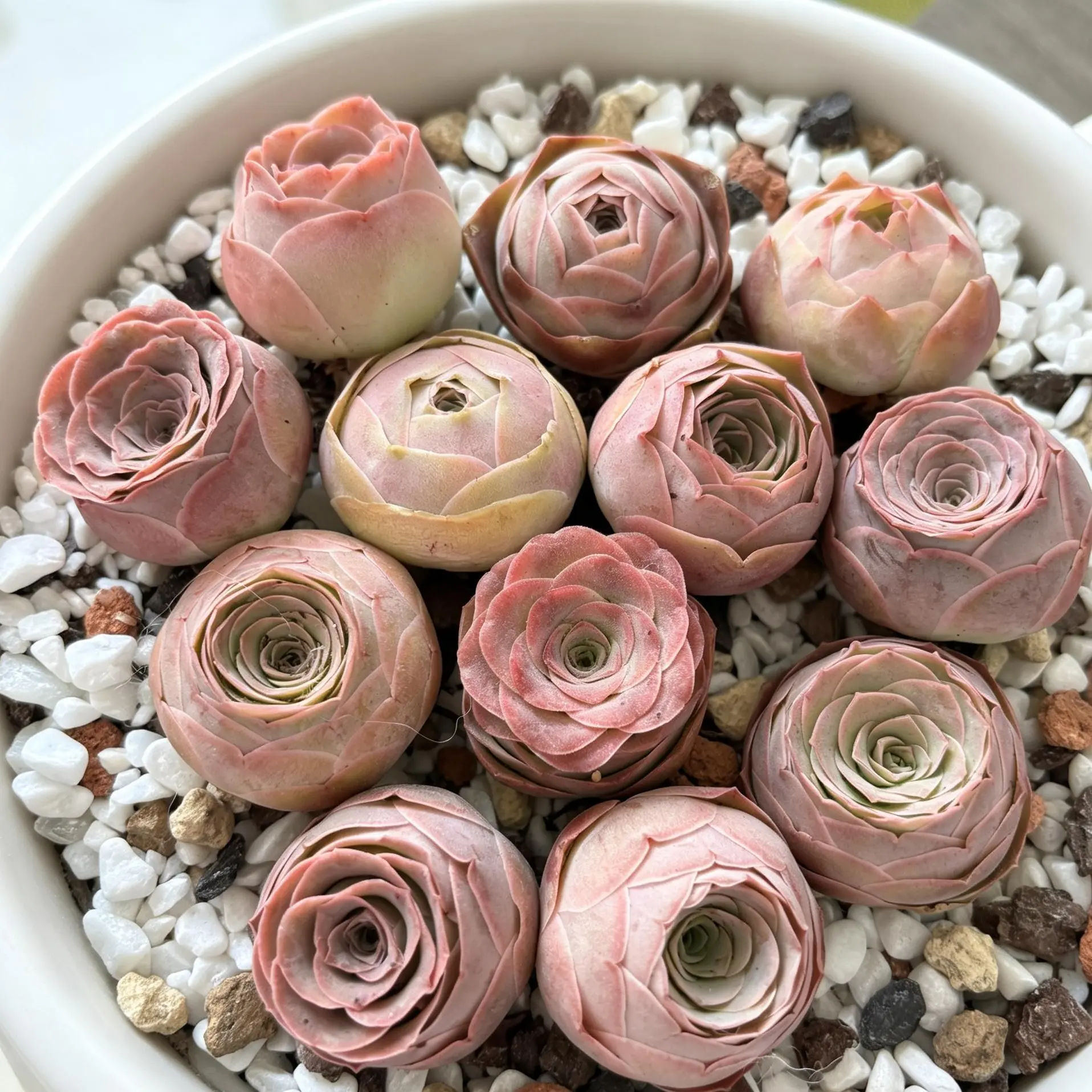 Aeonium aureum 3/6/12-Pack Live Succulent Plants, Approx. 1 Inch – Rare Colorful Succulents, Bare Root (No Pot), Easy Care, Beginner Friendly, Indoor Plant, Home & Garden Decor, Plant Lover Gift