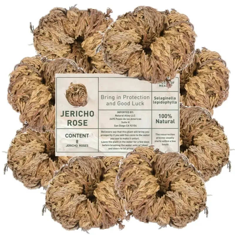 Large Jericho Flower (2.5"–3.5") – Premium Rosa de Jericho | Resurrection Plant for Unique Home Decor