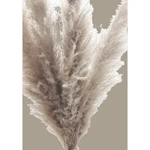 Natural pampas Pampas Grass (1 Stem)