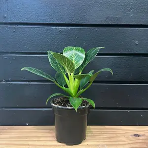 Philodendron Birkin Plant 4 Inch Pot