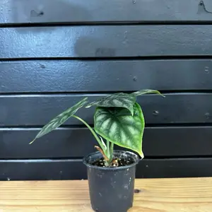 Alocasia Plants Dragon Scale Plant 4 Inch Pot