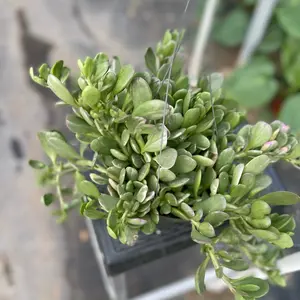 6" jacobsenii variegated hanging RARE Out door sculpture