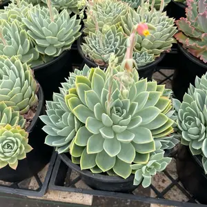 8” pansy succulent large bedroom Sculpture