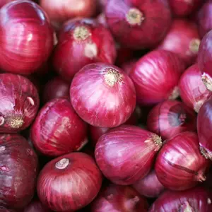 50 Red Creole Onion Seeds